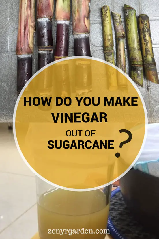 How Do You Make Vinegar Out Of Sugar Cane (The Process)